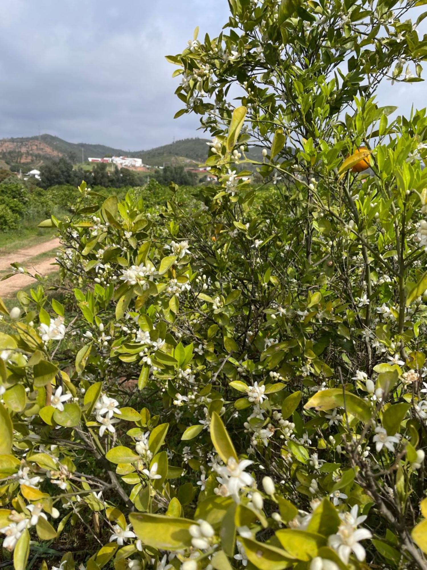 Orange Grove Residence Silves Exteriér fotografie